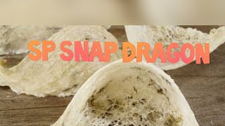 SP Snap Dragon
