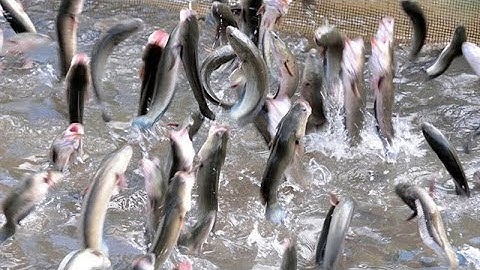 Cá lóc bay ở Cồn Sơn, Cần Thơ