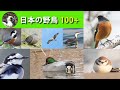 【解説】日本の野鳥100+　～動画で観る野鳥図鑑～