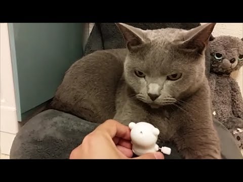 鬼猫退治にでた白熊くん、瞬殺される - YouTube