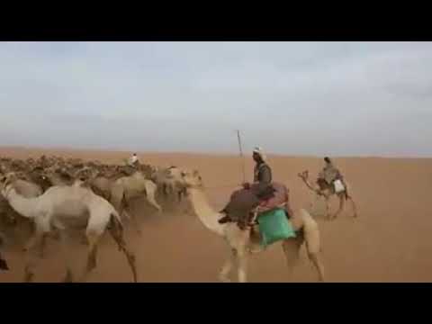 العبابده عربان الصحراء الشرقية