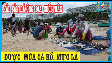 Ngon Lạ CHỢ HẢI SẢN ĐÁ ÔNG ĐỊA Cuối Tuần Phan Thiết Mũi Né Những Ngày Tháng 2