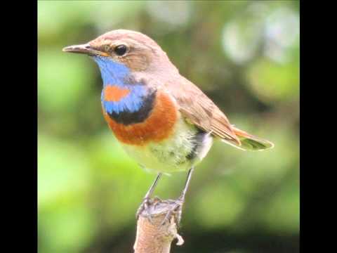 Video: Care Pasăre Cântă Cu Coada