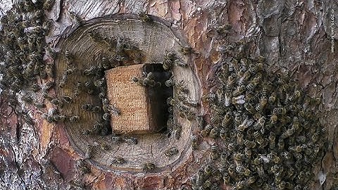 BEES IN THE HEART OF TREES - Tree Beekeeping in France