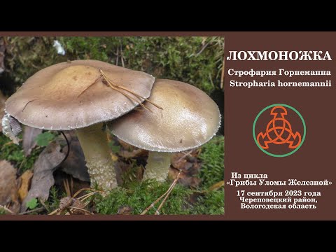 Лохмоножка. Строфария Горнеманна - Stropharia hornemannii