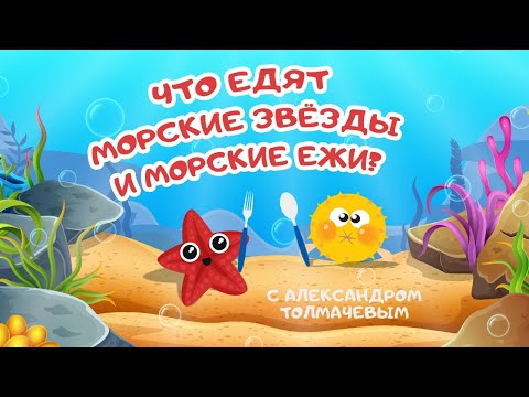 "Что едят морские звёзды и морские ежи?" Познавательная программа с Александром Толмачевым