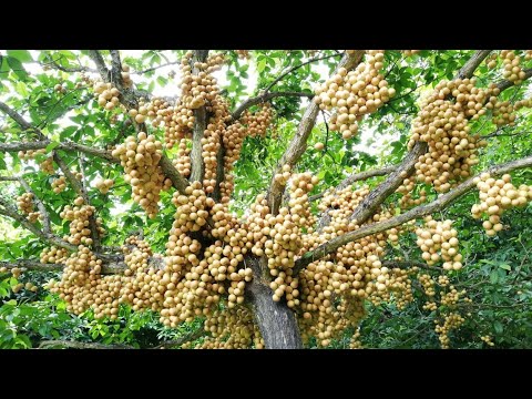 ভিডিও: আলংকারিক নুড়ি: ল্যান্ডস্কেপিংয়ে ব্যাকফিলিং এবং একটি নুড়ি বাগান তৈরি করা। দেশে এবং ব্যক্তিগত চক্রান্তে সাদা এবং রঙিন নুড়ি ব্যবহার