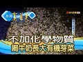 喝牛奶長大“有機芽菜”【台灣真善美】2019.04.14