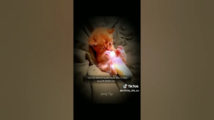 Video 4594861: persian lovely cute kitten, beautiful kitten cute persian, beautiful persian kitten playing, kittens drinking milk cute