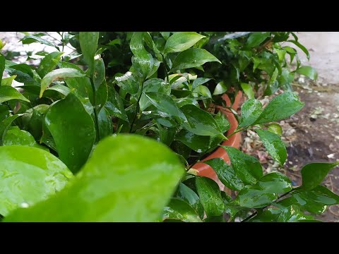 Video: Cuidado de las plantas Ruscus - Cómo cultivar plantas Ruscus en los jardines