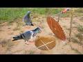 Easy Simple Bird Trap Using Electric Cut With Hole / How To Make A Bird Trap