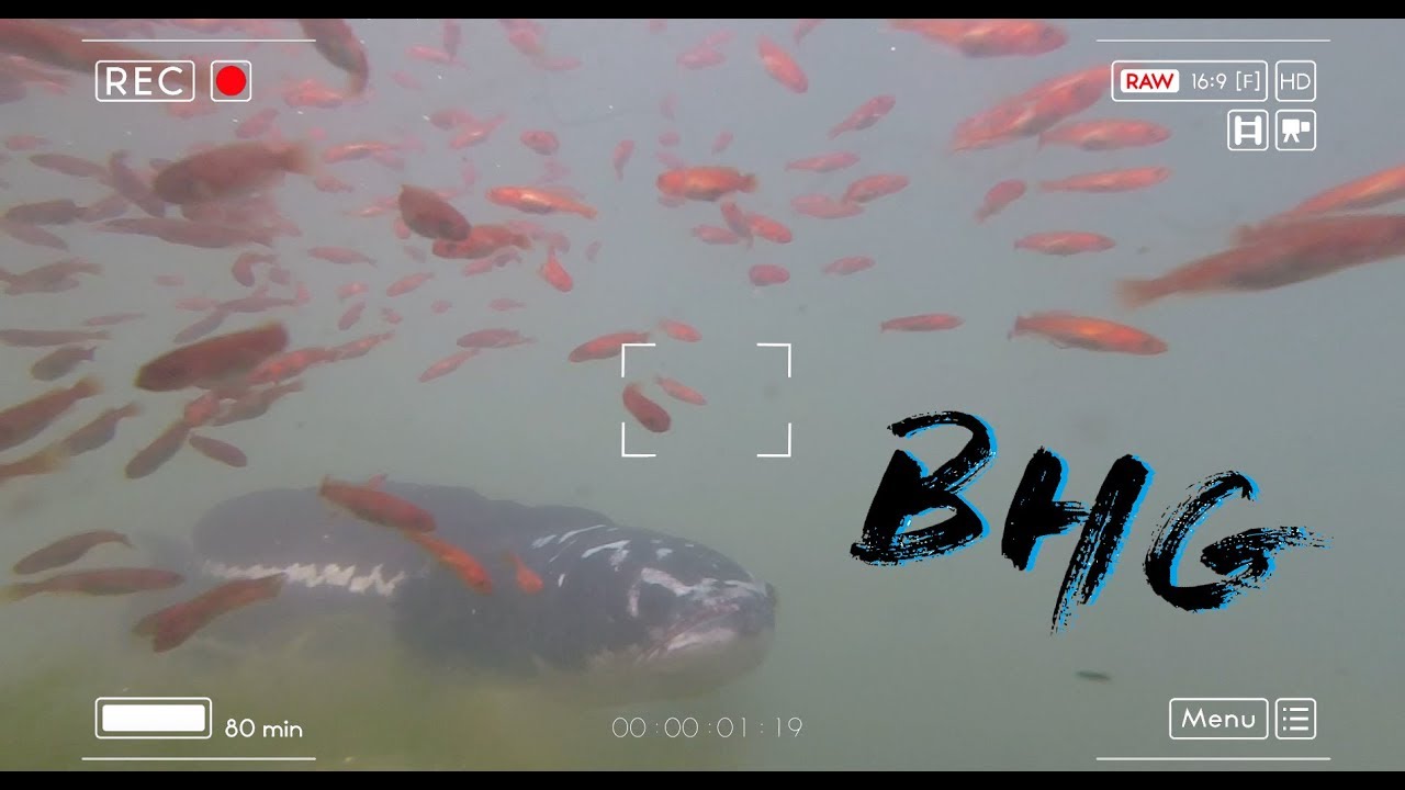 魚虎 稚魚 Snakehead Fish ジャイアントスネークヘッド Youtube 魚虎 稚魚 Snakehead Fish ジャイアントスネークヘッド Youtube