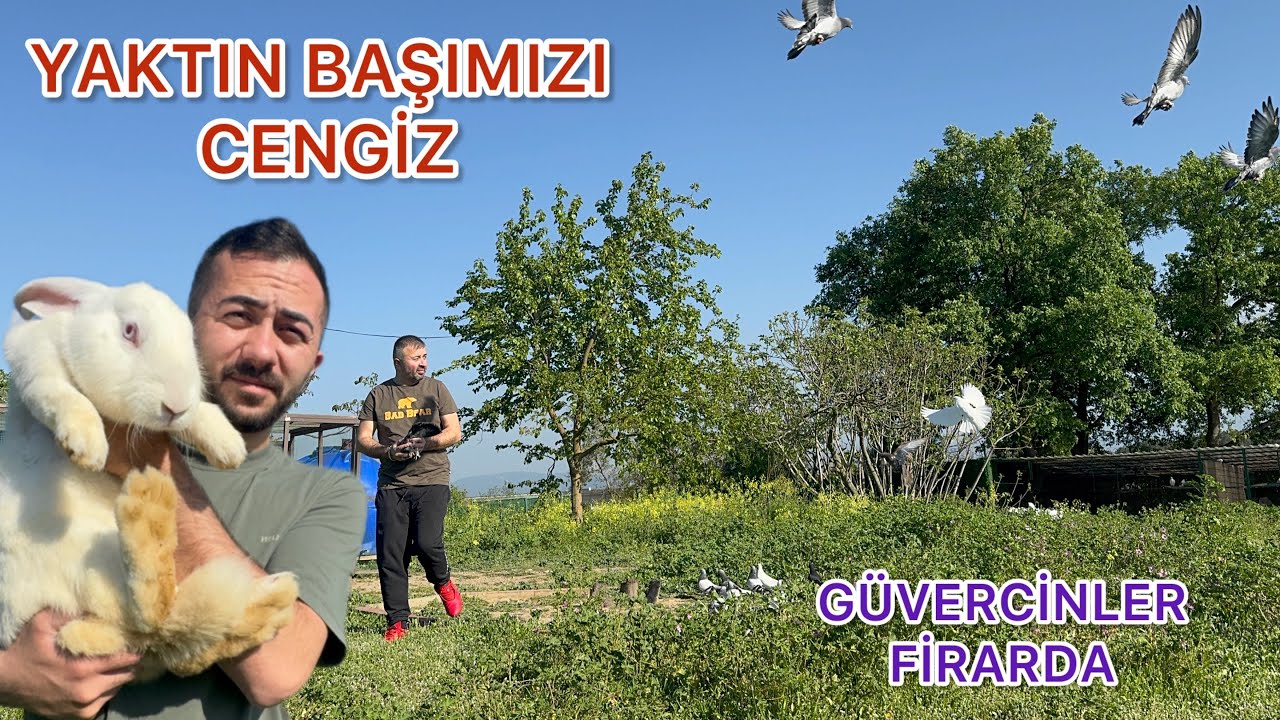 OF OF OF YENİ KUŞLAR NELER YAPIYOR ÖYLE