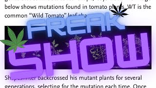 Update on the grow! Strain “freak show”  education purposes only 19+ ONLY! not for kids!