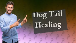 How can I help my dogs tail heal?