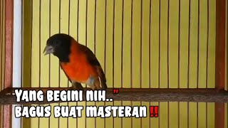 Seribu variasi‼️redsiskin gacor ngerol nembak.sangat cocok buat masteran‼️