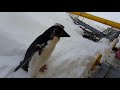 Лохматый пингвин Адели