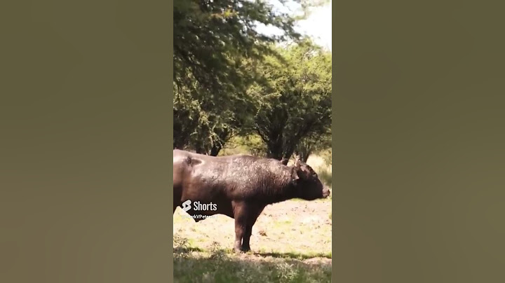 Giant Water Buffalo in Argentina