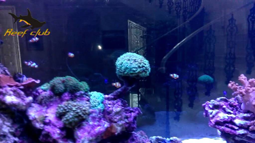 Морской аквариум киев от Рифклуб (Reef-club)