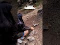 A wild big Squirrel #bollywood #wildlife #alaarchanationalpark #mountains #tracking #viralvideos