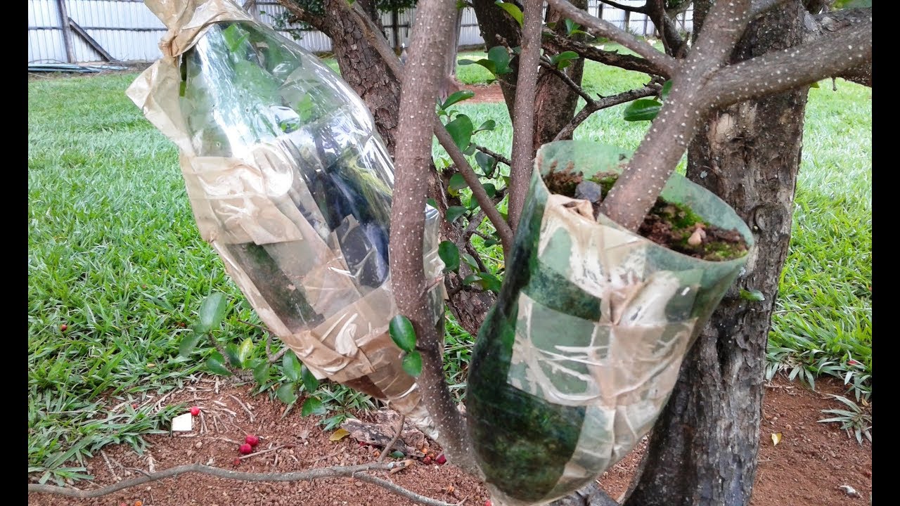 CLONES DE ÁRVORES FRUTÍFERAS VEJA SÓ ALPORQUIA