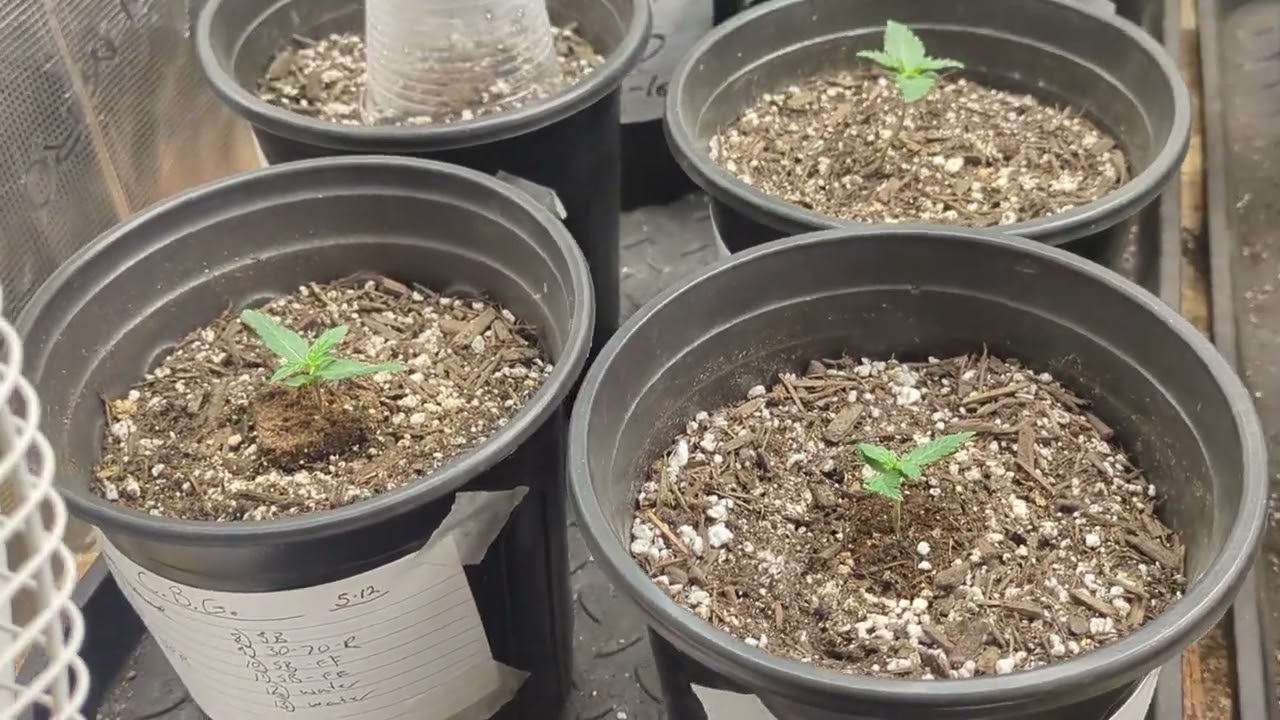 Episode 15 part 2 (auto grow @MarsHydro_official/best grow lights #fc4000evo #itimer #clipfan)