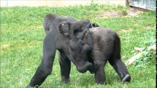 Gorillas @Burgers' Zoo 30 September 2014 part 58