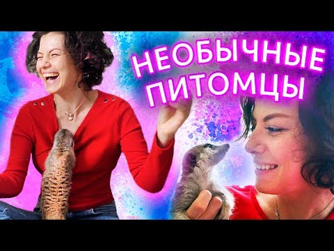 Видео: Сурикаты хорошие домашние животные?