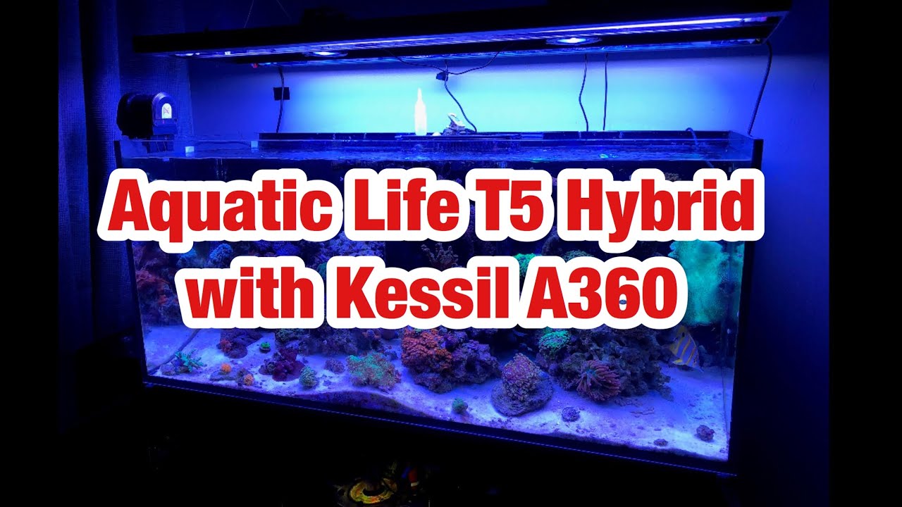 aquatic life t5 hybrid