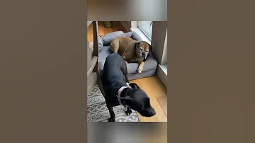 It Makes You Smile Wag Your Tail Right In The Face Funnydogs 