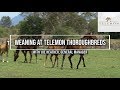 The process of weaning foals