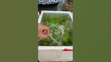 Cá cờ thuỷ sinh #nghienthungxop