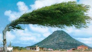 दुनिया के सबसे अजीब पेड़ जो आपने कभी नहीं देखे होंगे || Most Amazing Trees In The World