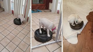 Adorable Puppy Loves Riding On Robot Vacuum