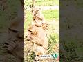 monkey kaise colour ke hain, mantriyon ka dinner, #cuteanimals #funnymonkey #monkey #funnypost #new🐒