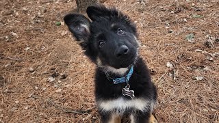 It's Friday, Jeep ride, dog gone fun. #jeep life #dogs #germanshepherd #puppy