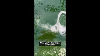 What You're Looking at Isn't Water