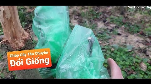 Táo Ghép Chuyển Đổi Giống Và Ăn Táo Lục Ngạn - Bắc Giang Cuối Vụ l Núi Đồi Lục Ngạn