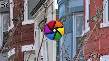 Darktable edit of a Bird 5 of Many: Raw included in links