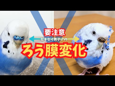 うめりんご♥️小鳥ちゃん♥️ゆらゆらハウス♥️インコ、文鳥etc インコちゃんの✩.*˚ゆらゆら リンゴのゆりかご お好きな形で