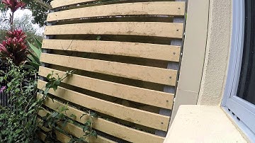 carpet python in hope island