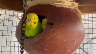 Love Birds Relaxation|#birdschirpingsound #birdsphotography #budgies #parakeet #parrot #birds#viral