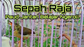 Burung Sepah Raja Gacor | sepah raja paud jantan | sepah raja gacor