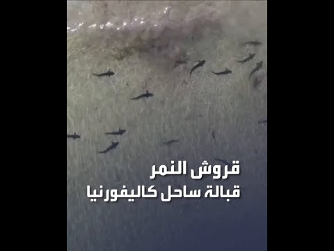 صور جوية لمجموعة من قروش النمر تسبح قبالة شاطئ في مدينة سان دييغو بكاليفورنيا الأميركية