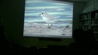 Premliminary Results of the International Piping Plover Census in Saskatchewan