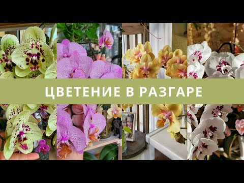 Пышное цветение орхидей