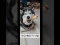 허스키인지 늑대인지 가끔 헷갈릴 때가 있아요🤣🤣🤣 #시베리안허스키 #강아지 #허스키 #대형견 #겨울강아지