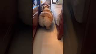 This Dog Is Dummy Thick