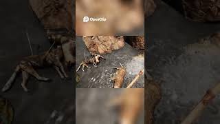 FAR CRY PRIMAL#ABONEOL# #bestfarcry #farcray #farcry #games #gaming #gameplay#PS5PRO#4K#bestfarcry