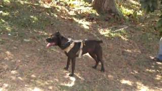 young Cane Corso training, bite work, protection